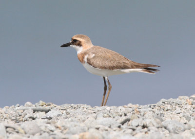 Greater Sand Plover (Charadrius l. leschenaultii)