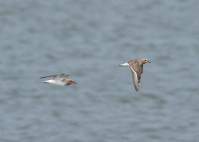 Red-necked Stint (Calidris ruficollis)