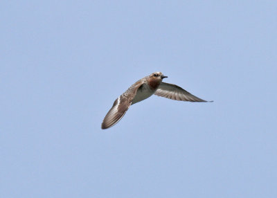 Red-necked Stint (Calidris ruficollis)