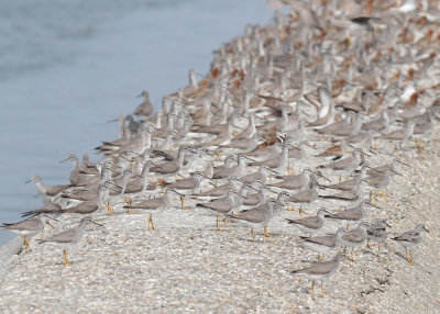 Grey-tailed Tattler (Tringa brevipes)