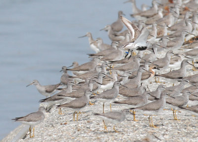 Grey-tailed Tattler (Tringa brevipes)