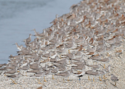 Grey-tailed Tattler (Tringa brevipes)