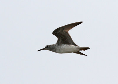 Grey-tailed Tattler (Tringa brevipes)
