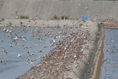 Mostly Turnstone, Red Knot, Dunlin and Curlew Sandpiper.