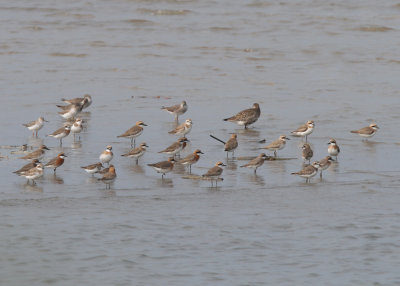 Mostly Lesser Sand Plover (Charadrius mongolus) and Greater Sand Plover (Charadrius leschenaultii)