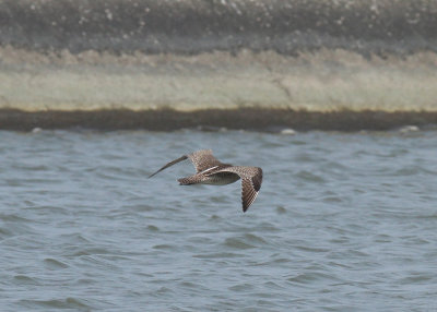 Whimbrel (Numenius phaeopus variegatus)