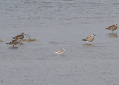 Nordmann's Greenshank (Tringa guttifer)