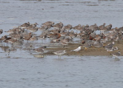 Nordmann's Greenshank (Tringa guttifer)