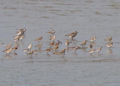 Mostly Lesser Sand Plover (Charadrius mongolus) and Greater Sand Plover (Charadrius leschenaultii)