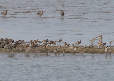 Eleven different shorebird species.