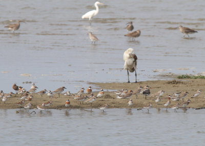 Broad-billed Sandpiper (Calidris falcinellus sibirica), Greter Sand Plover (Charadrius leschenaultii) and other shorebirds