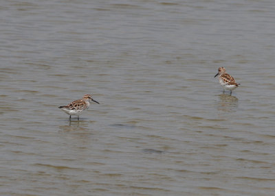 Broad-billed Sandpiper (Calidris falcinellus sibirica)