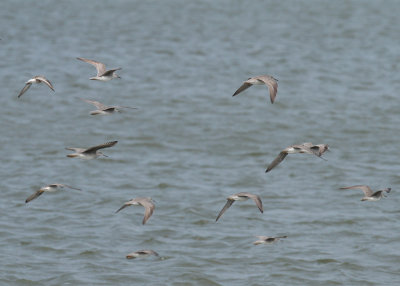 Grey-tailed Tattler (Tringa brevipes)