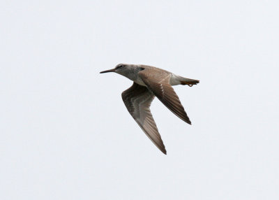 Grey-tailed Tattler (Tringa brevipes)