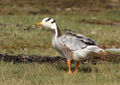 Bar-headed Goose (Anser indicus) - stripgås