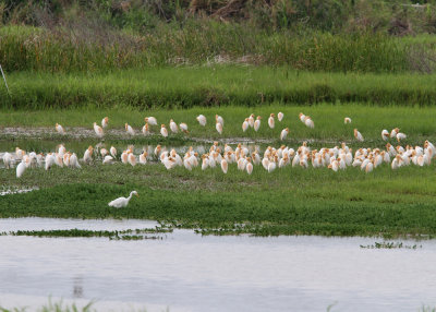 Eastern Cattle Egret (Bubulcus coromandus)