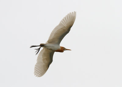 Eastern Cattle Egret (Bubulcus coromandus)