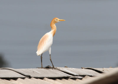 Eastern Cattle Egret (Bubulcus coromandus)