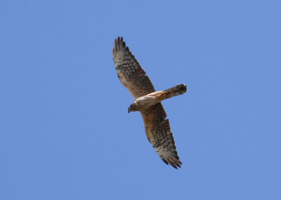 Montagu's Harrier (Circus pygargus) - ängshök