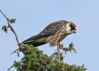 Red-footed Falcon (Falco vespertinus) - aftonfalk