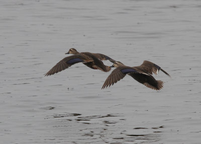 Eastern Spot-billed Duck (Anas zonorhyncha) - Kinesisk flcknbband