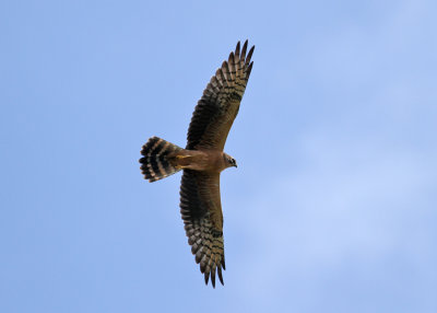 Montagu's Harrier (Circus pygargus) - ngshk