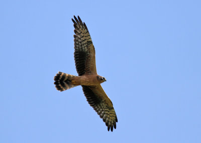 Montagu's Harrier (Circus pygargus) - ängshök