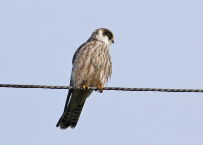 Red-footed Falcon (Falco vespertinus) - aftonfalk