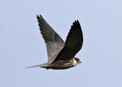 Red-footed Falcon (Falco vespertinus) - aftonfalk