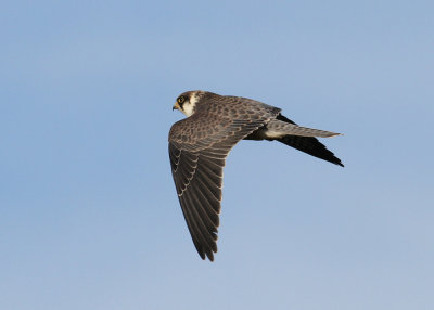 Red-footed Falcon (Falco vespertinus) - aftonfalk