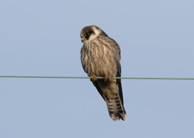 Red-footed Falcon (Falco vespertinus) - aftonfalk