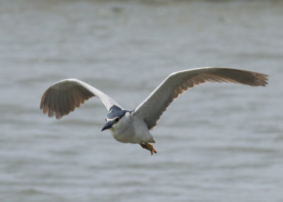 Black-Crowned Night Heron (Nycticorax nycticorax)