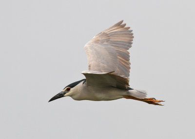 Black-Crowned Night Heron (Nycticorax nycticorax)