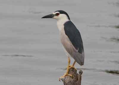 Black-Crowned Night Heron (Nycticorax nycticorax)