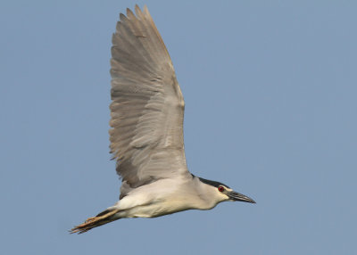 Black-Crowned Night Heron (Nycticorax nycticorax)