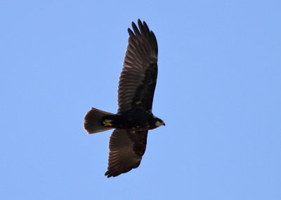 Eurasian Marsh Harrier (Circus aeruginosus) - brun krrhk