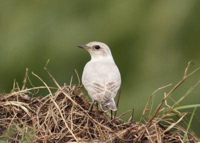 Northern Wheatear (Oenanthe oenanthe) - stenskvtta