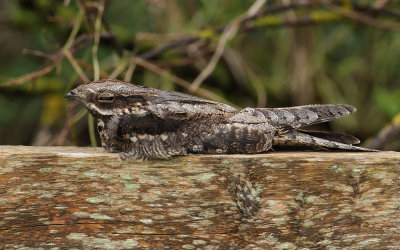 European Nightjar (Caprimulgus europaeus) - nattskrra