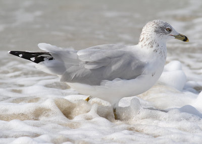 Ring-billed Gull (Larus delawarensis) - ringnbbad ms