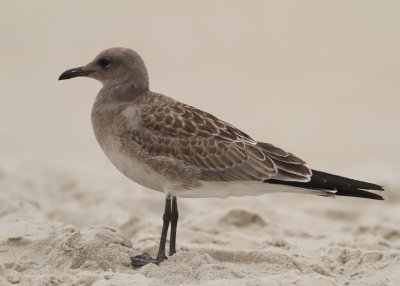 Laughing Gull (Larus atricilla)