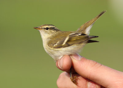 Yellow-browed Warbler (Phylloscopus inornatus) - taigasngare