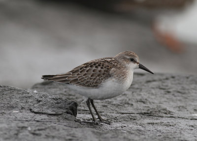 Semipalmated Sandpiper (Calidris pusilla) - sandsnppa