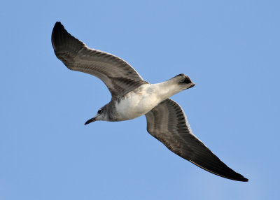 Laughing Gull (Larus atricilla)