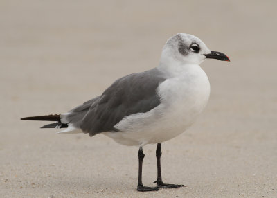 Laughing Gull (Larus atricilla)