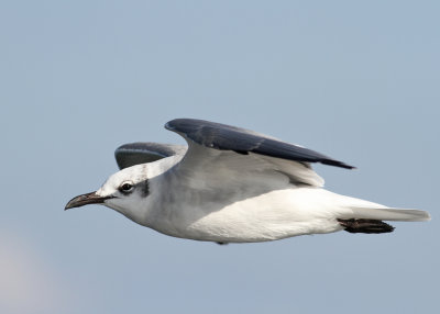 Laughing Gull (Larus atricilla)