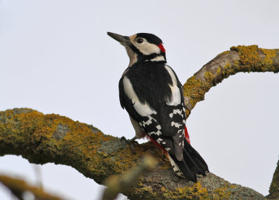 Great Spotted Woodpecker (Dendrocopus major) - strre hackspett
