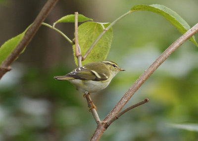 Yellow-browed Warbler (Phylloscopus inornatus) - taigasngare