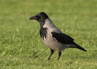 Hooded Crow (Corvus cornix) - Gråkråka