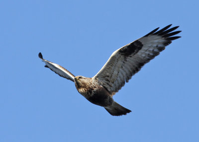 Rough-legged Buzzard (Buteo lagopus) - fjllvrk