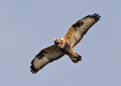 Rough-legged Buzzard (Buteo lagopus) - fjllvrk